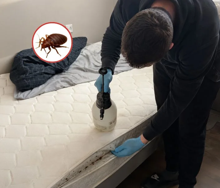 Technicien traitant un matelas contre les punaises de lit à Saint-Jean-de-Beauregard